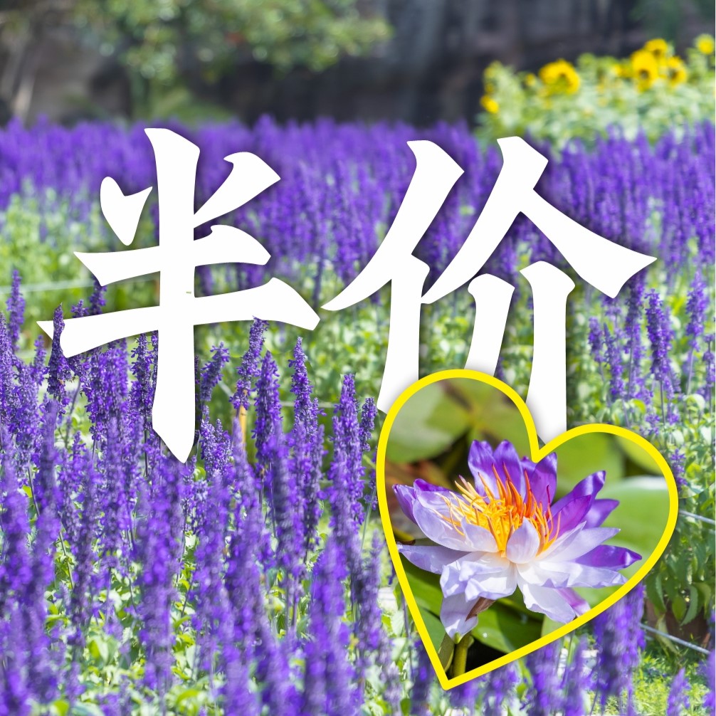 全年最低价仅此一天！冲！！