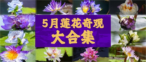 奇观频发！这个5月有点“花”心……