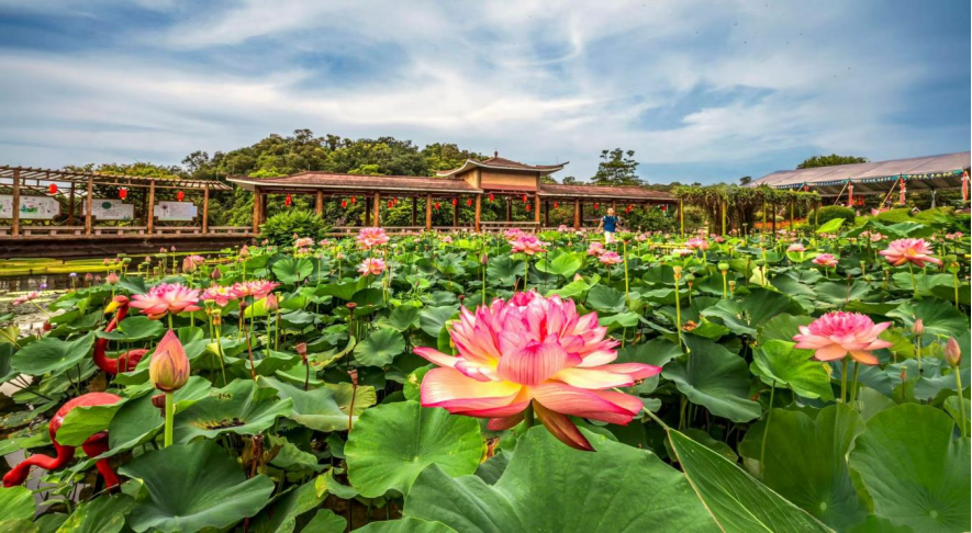 【转载】全城高甜招募！“520”莲花山这场结婚登记户外集体颁证太心动